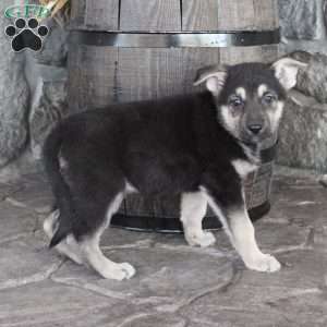 Mia, German Shepherd Puppy